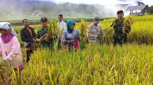 TNI dan Petani Keritang Inhil Panen Perdana Padi IR-42